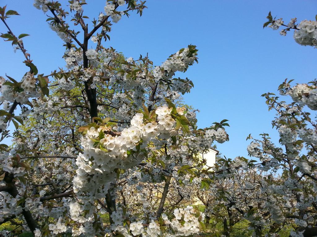 Agriturismo Al Colle Del Ciliegio Villa Rovolon Eksteriør bilde